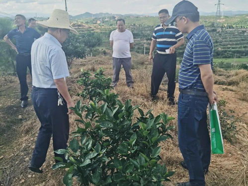 科技服務(wù)助力振興 第93批中國博士后科技服務(wù)團(tuán)在贛州寧都開展技術(shù)服務(wù)紀(jì)實